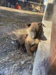 Ит кууту: Иттер сатылат — 4