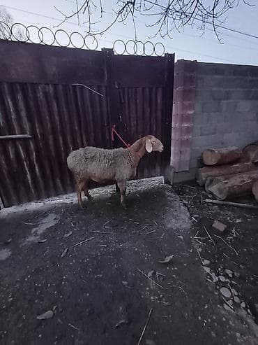 ара попугай: Продаю | Овца (самка) | Полукровка, Арашан | Для разведения | Племенные, Ярка — 2