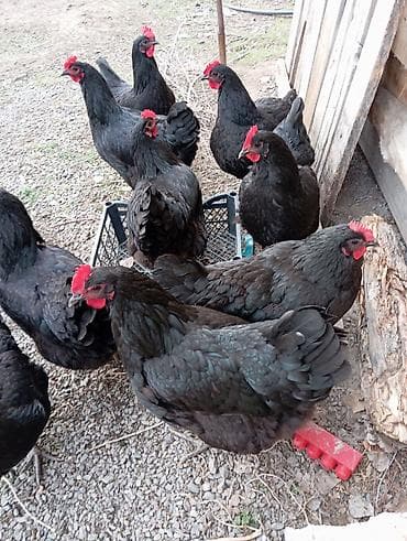 семис бука: Продаю | Инкубационные яйца | Несушки — 3