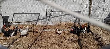 куры адилер: Продаю | Куры | Для разведения — 4