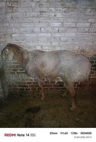 Продаю | Баран (самец) | Арашан | Для разведения