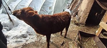 корова молочной: Продаю | Корова (самка), Тёлка, Музоо, торпок | Швицкая | На откорм, На забой, Для разведения — 4