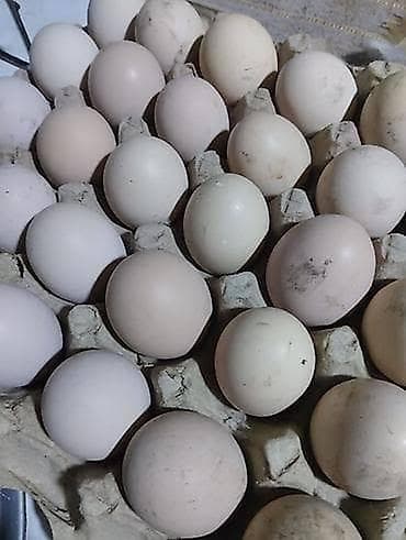 Инкубационные яйца Джерсийский гигант линии Фокина и Воронина