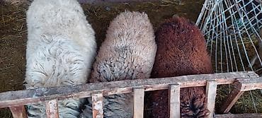 баран гисарский: Продаю | Баран (самец) | Для разведения — 4