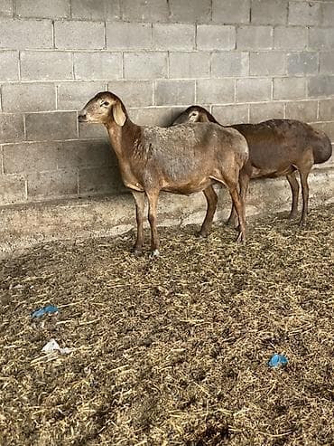Продаю | Овца (самка) | Для разведения | Матка — 5