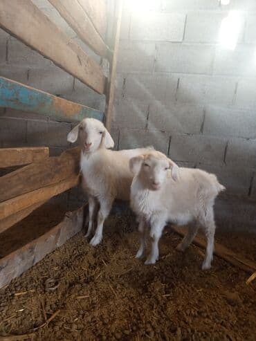 Ветеринар кызматы: Козы — 7