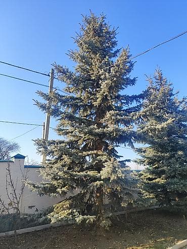 Другие товары для дома: Саженцы деревьев: Ели, Самовывоз — 1