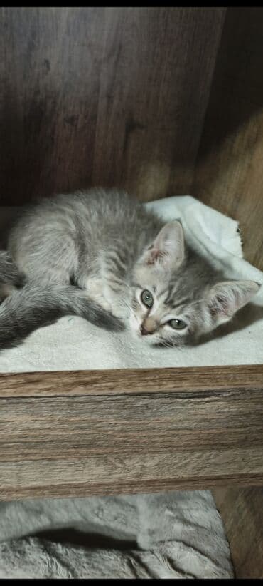 шотландская кошка прямоухая: Котята - скоттиш страйт,окрас - голубой Табби. Родились 7 сентября,к — 23