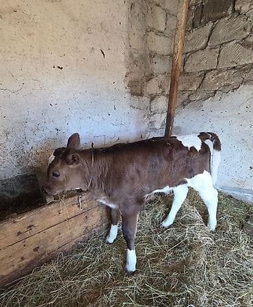 Услуги ветеринара: Продаю | Корова (самка) — 2