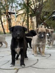 купить охотничью собаку дратхаар: Пристраиваем щенков в хорошие добрые руки. Метис, короткошёрстный — 12