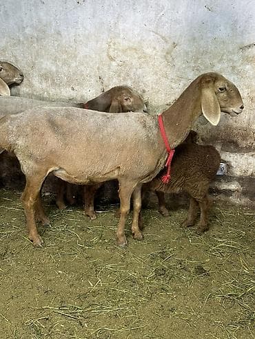 куплю хомяка с клеткой: Продаю | Овца (самка) | Эдильбаевская | Для разведения | Матка — 4