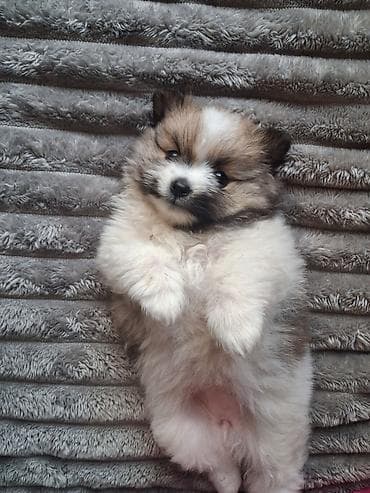 Помиранский шпиц •Девочка •Родилась 14 .03.2026 •Окрас : пати-колор