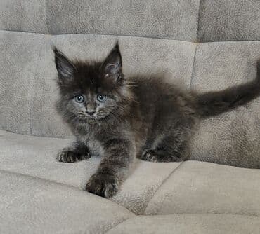 мэй кун: Котята Мейн-куны 🥳🥳🥳 продажа Элитных котята Мейн-куны, чистокровные — 7