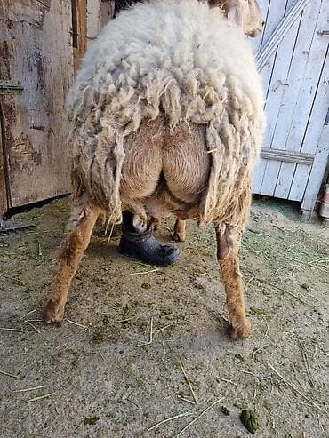 восковая моль: Продаю | Баран (самец) | Арашан | Для разведения | Осеменитель — 2