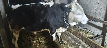 Продаю | Музоо, торпок | На откорм | Привязанные