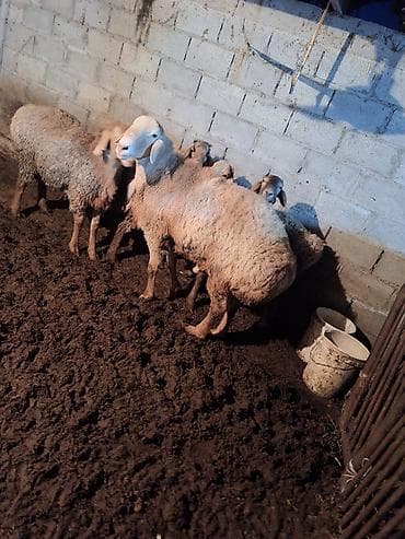 матки ярки: Продаю | Баран (самец) | Арашан, Эдильбаевская | Для разведения — 5