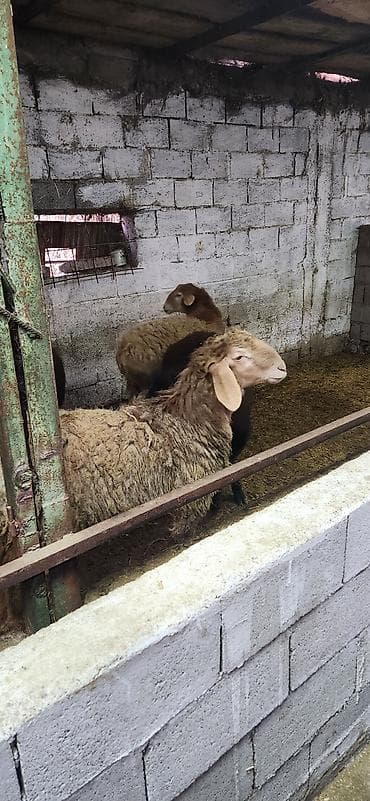 беде алам: Продаю | Баран (самец) | Гиссарская, Арашан — 4