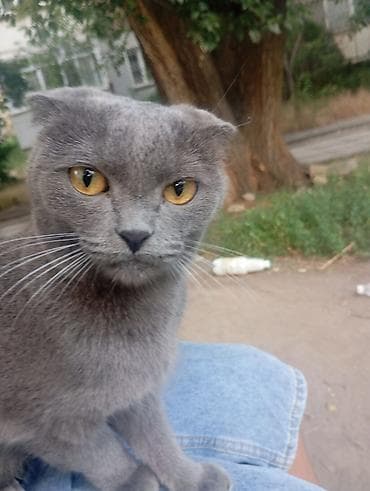 Кошки: Скотиш Фолд (Шотландская вислоухая), 8 месяцев, Мальчик, Голубой — 4