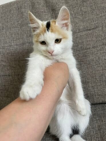 домик для кошек: Кошка даром: Беспородная, 3 месяца, Девочка, Приучена к лотку, Проглистована — 4