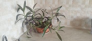 домашнее растение: Традесканция сидячецветковая (Tradescantia spathacea/флоттинг) — 4