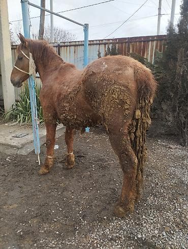 быки сементал: Продаю | Жеребец | На забой — 1