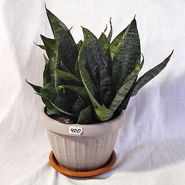 делал: Очищает воздух лучше большинства комнатных растений — это доказано — 4