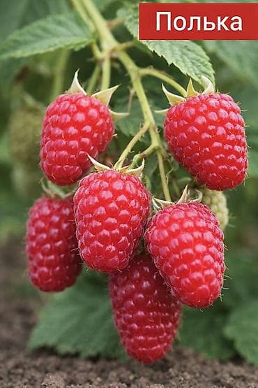 🍓 Малина «Полька» саженцы (ремонтантная) ✔ Крупная, ярко-красная ягода