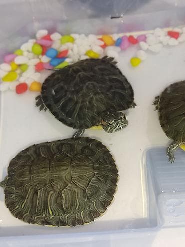 Красноухая черепаха молодые особи. 6-7 см в наличии 20 шт,в подарок