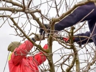 Обрезка Плодовых 
Обрезка Хвойных
Делаем Качественно
+Обработка