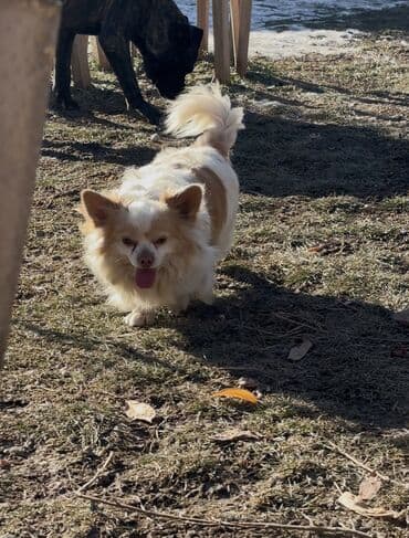 бишон фризе собака: Чихуахуа — 3