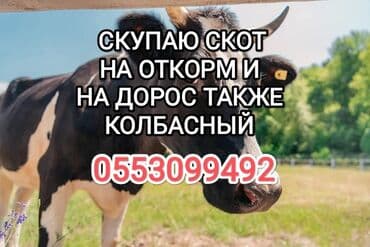 Куплю | Коровы, быки, Лошади, кони, Другие с/х животные | Круглосуточно, Любое состояние, Забитый
