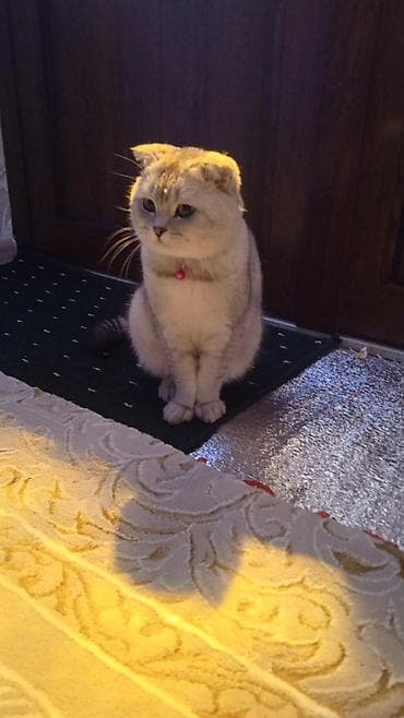 ловит мышей: Британская короткошёрстная кошка (возможен скоттиш-фолд/страйт тип) — 1