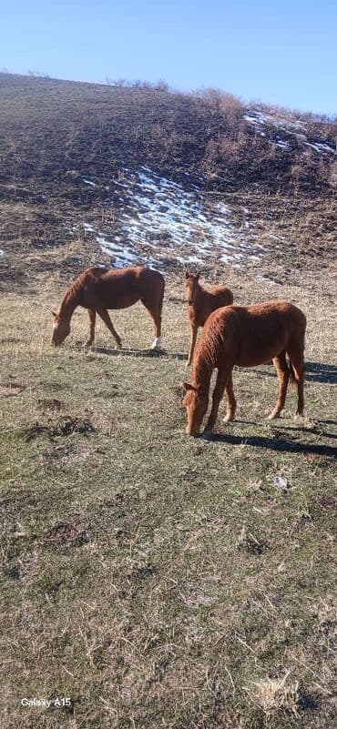 продажа кормов для сельскохозяйственных животных: Продаю | Кобыла (самка) | Для разведения — 1