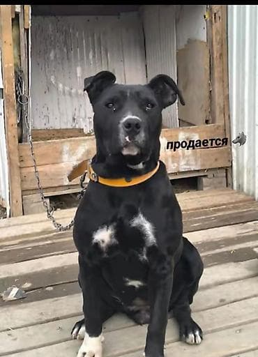 Услуги ветеринара: Собака даром: Питбуль, 5 месяцев, Самка, С прививкой — 2