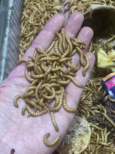 жмых сафлора: Мучной хрущ— натуральный суперфуд для ваших животных! Упитанные — 3