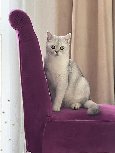 кошка шотланская: Шотландская кошка (окрас серебристый шиншилла) - Тип: домашняя кошка — 1