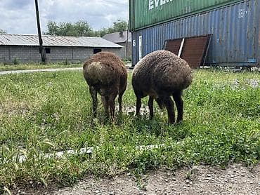 продажа собак в бишкеке: Продаю | Ягненок, Баран (самец) | Арашан | Для разведения — 5