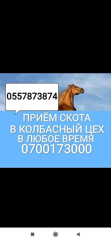 Частное лицо, Колбасный цех : Коровы, быки, Лошади, кони, Другие с/х животные, | Круглосуточно, Любое состояние, Забитый