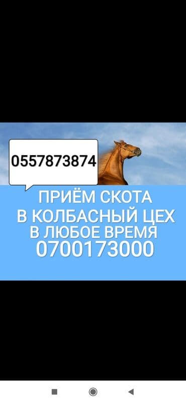 купить измельчитель травы и сена: Куплю | Коровы, быки, Лошади, кони, Другие с/х животные | Круглосуточно, Любое состояние, Забитый — 1