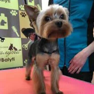 Вязка: Йоркширский терьер, Самец, 2 года, С прививкой at lalafo.kg Вязка: Йоркширский терьер, Самец, 2 года, С прививкой