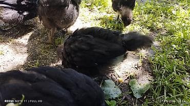 жылкынын эти бишкек: 20-баш кара түстөгү Австралорп жөжөлөрү сатылат 1,5 айлык 6, короз, 14 — 5