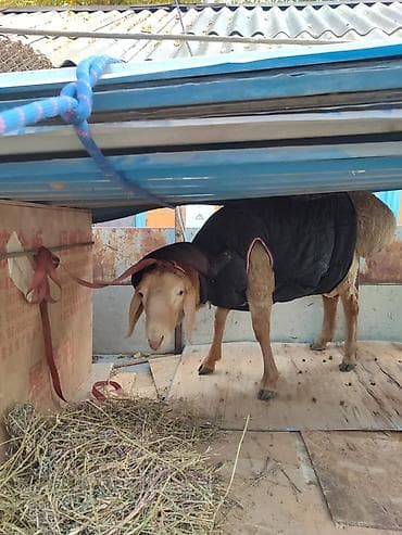 сетки для кур несушек: Продаю | Овца (самка) | Для разведения — 1