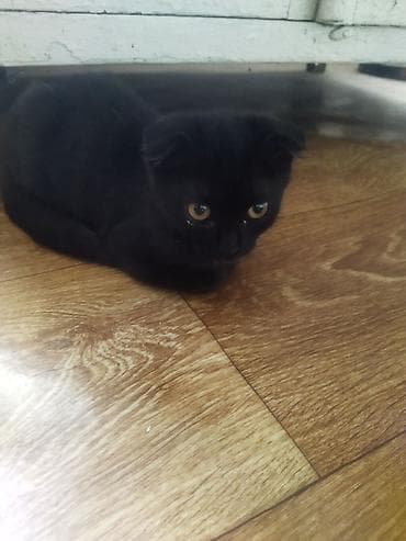 Мышыктар: Шотландский вислоухий котёнок, окрас сплошной чёрный (black). Короткая — 1