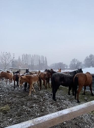 лошадь ош: Продаю | Кобыла (самка) | Для разведения — 3