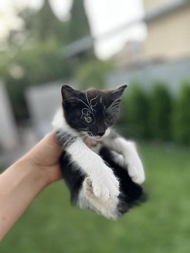 Продажа кошек: Котята, помёт домашней кошки. Окрас на выбор: - черно-белый (маска и — 1
