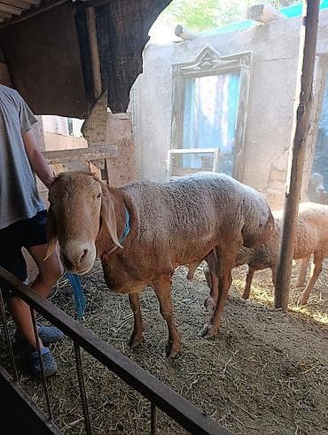 Продаю | Баран (самец) | Арашан | Для разведения — 3