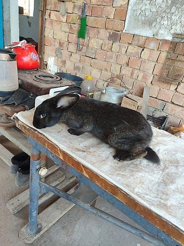 Животные: Продаю | Крольчиха (самка) | Серый великан | Для разведения | Племенные — 4