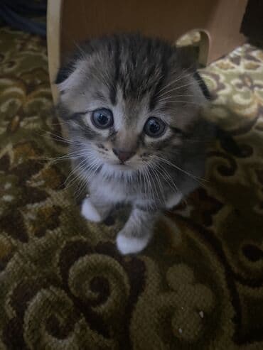 шотландская вислоухая кошка цена бишкек: Продаю котят вислоухие покровки ( метисы) окрас табби и — 6