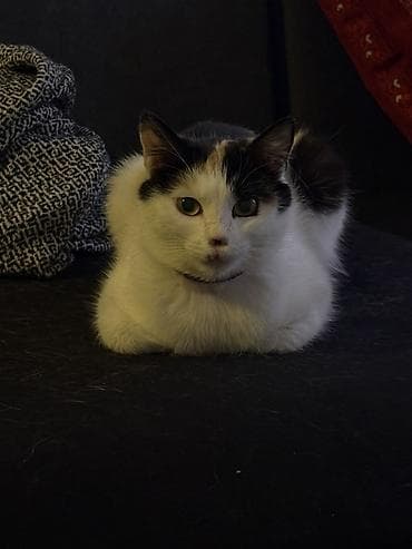 кошке: Кошка даром: Беспородная, Девочка, Приучена к лотку — 3