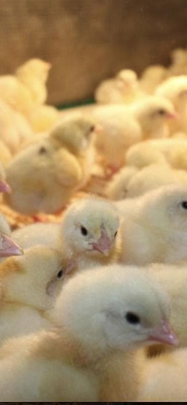 клетка для кур: Продаю | Цыплята | Бройлерная, РОСС 308, Арбор айкрес | На забой — 1